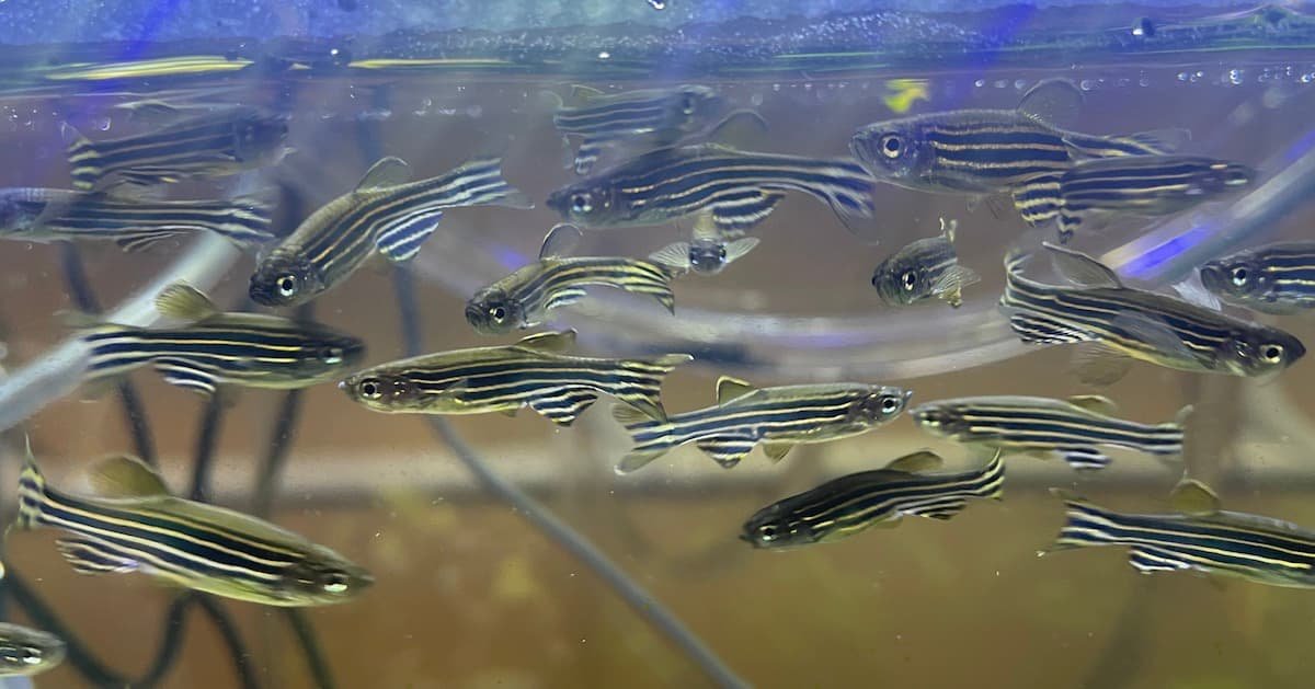 Danio – Zebra