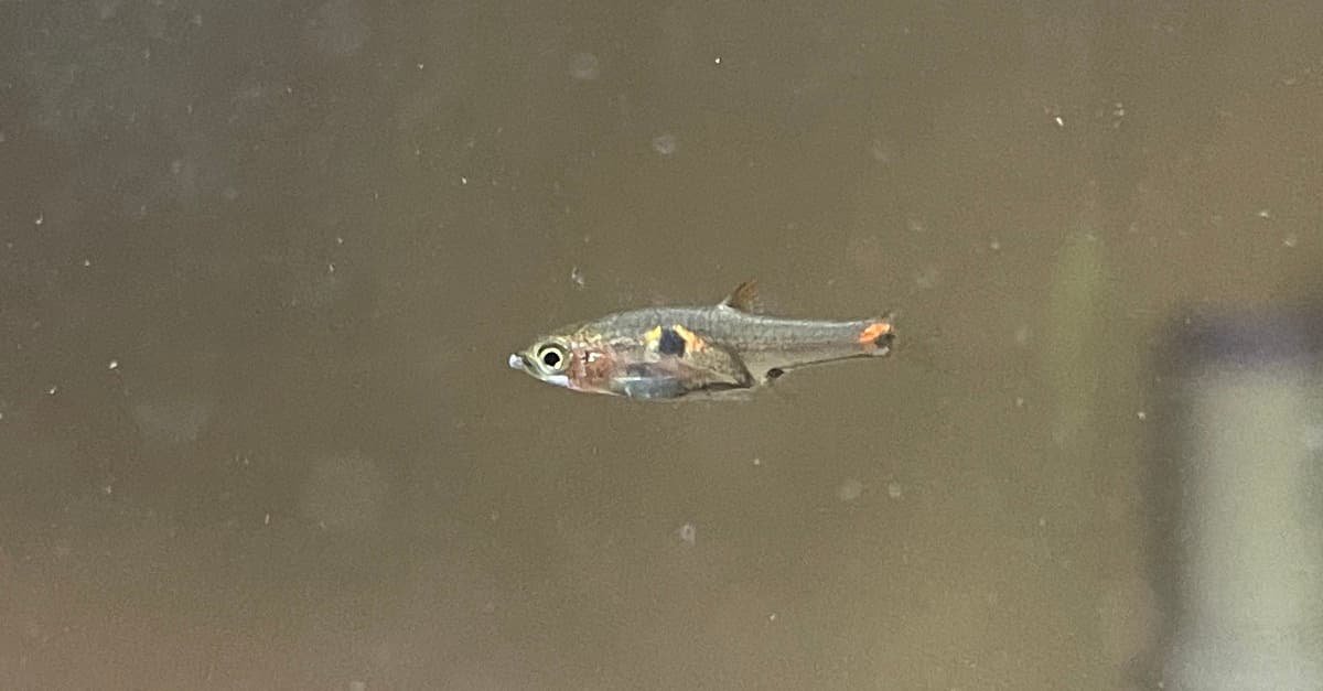 Dwarf Chili Rasbora for Sale Local Fish Store