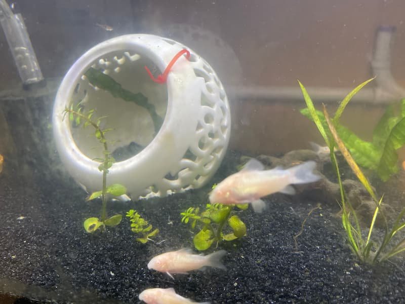 Aquarium tank with Corydora fish and a round white tank decor