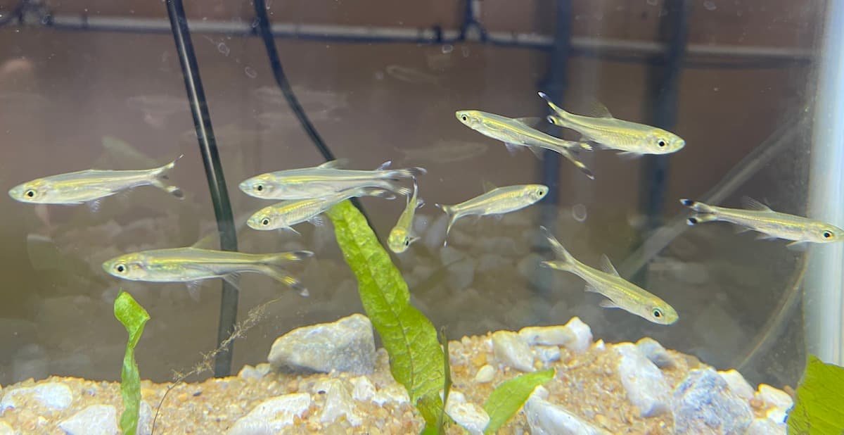 Rasbora – Scissortail