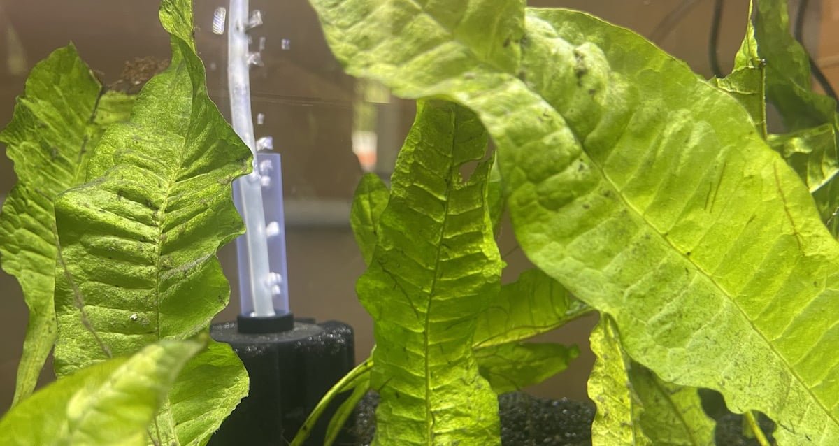 Freshwater Aquatic Plants