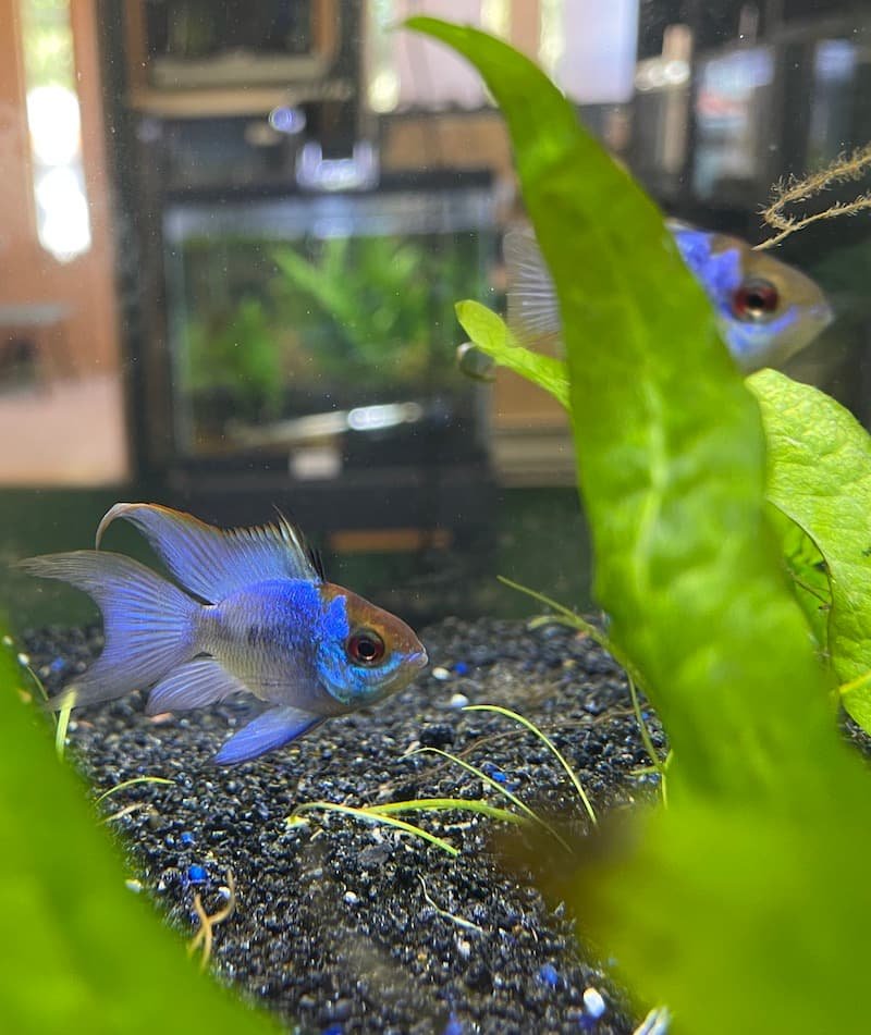 Two German Blue Ram Cichlids in an aquarium