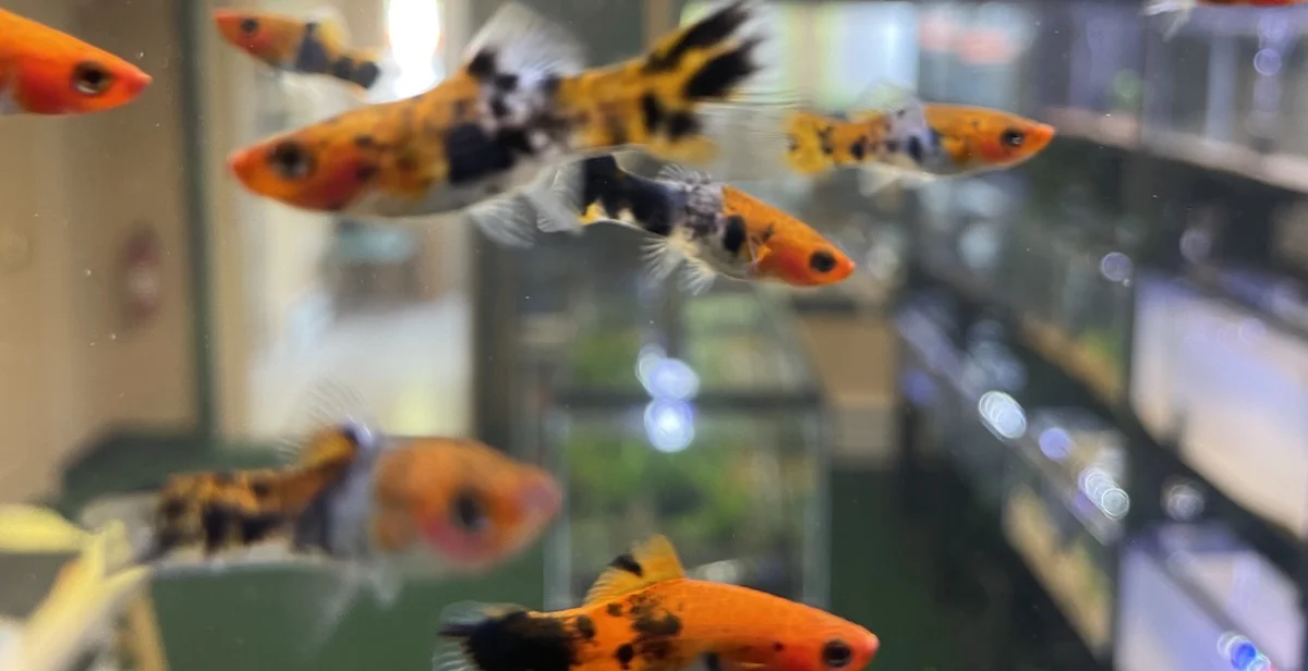 Platy – Swordtail