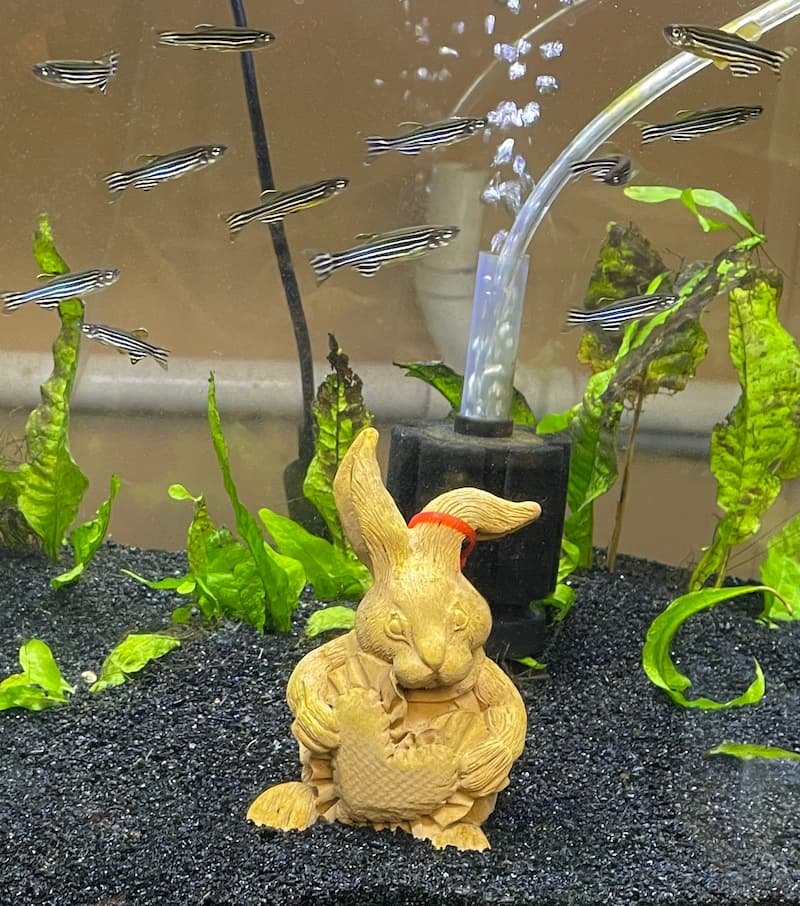 Bunny rabbit accessory in an aquarium with a school of Zebra Danio fish