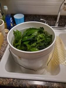 A bucket of aquatic plants in a sink getting cleaned in a store sink.