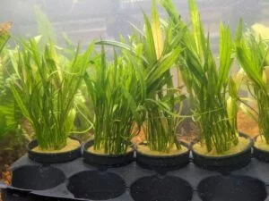 Aquatic Plant Micro Sword (Lilaeopsis brasiliensis), foreground aquatic plant resembling grass, ideal for carpeting in aquariums, adds natural beauty to aquascapes.