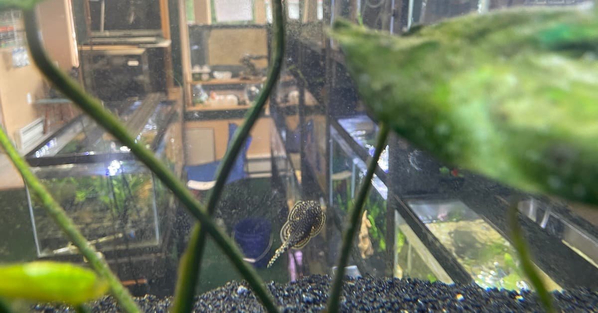 Our Commitment as a Pet Fish Store