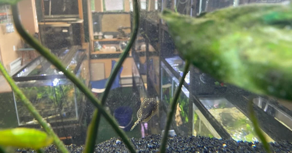 Our Commitment as a Pet Fish Store
