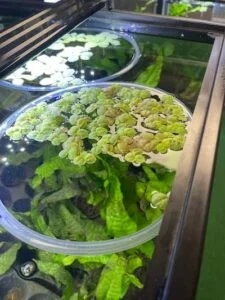 Close-up of Red Root Floaters (Phyllanthus fluitans) floating on water surface. Vibrant red roots dangle below small green leaves. Ideal for aquariums and aquascaping