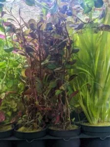 Rotala, genus of aquatic plants, displaying vibrant green, pink, and red foliage, ideal for freshwater aquariums, adds color and visual interest to aquascapes.