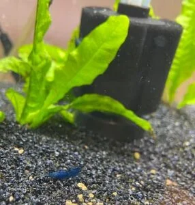 Blue Dream Neocaridina shrimp showcasing its vibrant coloration and intricate patterns in an aquarium setting.