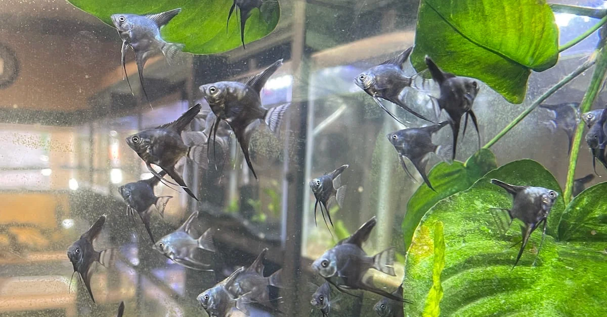 Angelfish – Blue Smoke