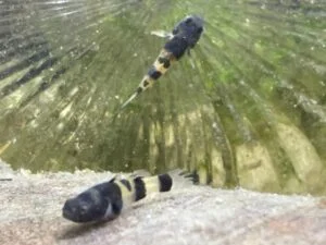 Colorful goby fish swimming in clear water near rocks