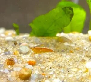 Example of a shrimp you can buy at Fishtery LFS