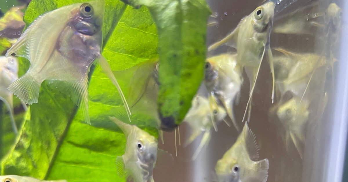 Fishtery is Growing & Buying More Angelfish