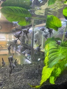 Freshwater Angelfish in black substrate aquarium - Elegant triangular-bodied fish with flowing fins.
