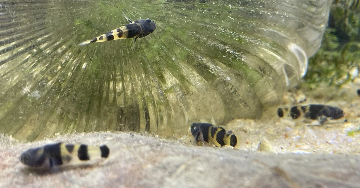 Bumblebee Gobies