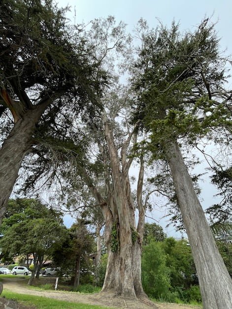 Retail Pet Care Associate