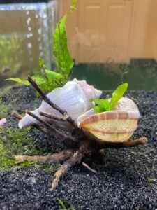 One of the variety of aquarium accessories for sale