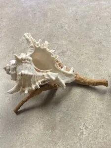 Decorative seashell and wood look nice together
