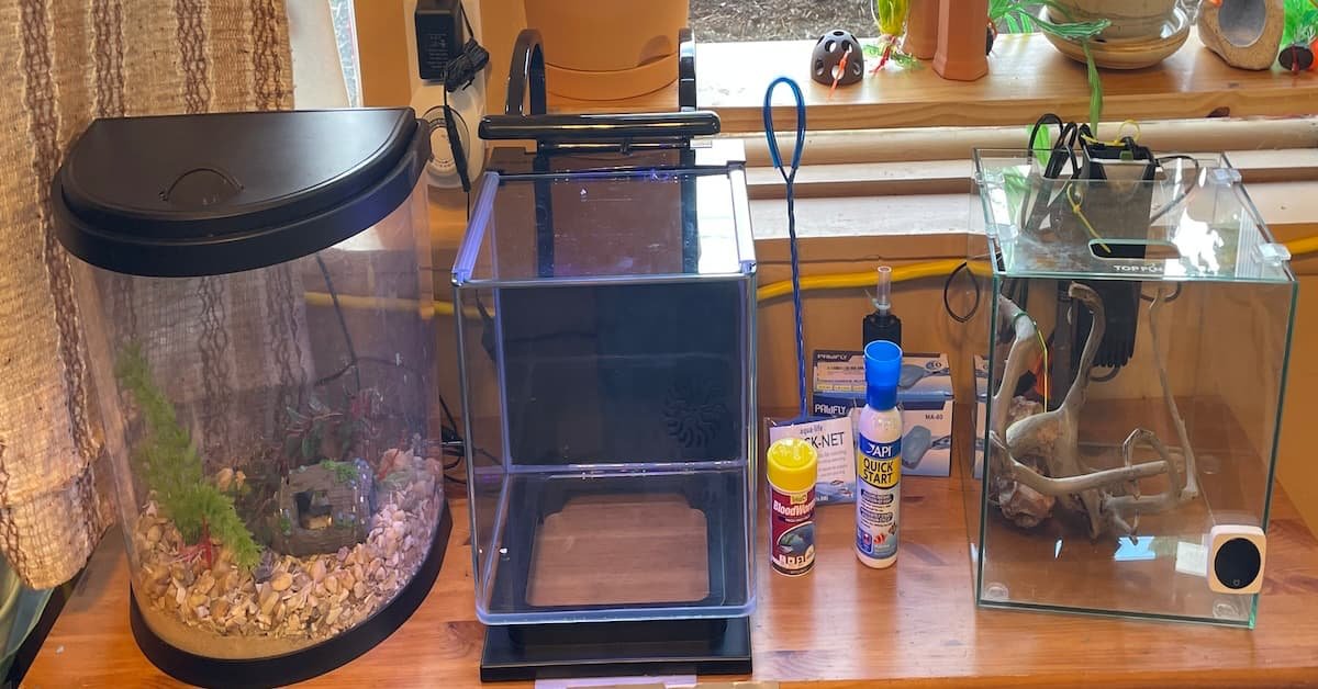 Starter Tanks: The Perfect Intro to Fish-keeping!