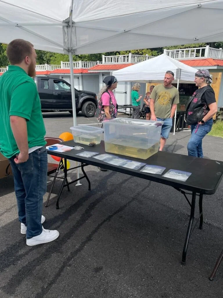 Table with various cichlid fish displayed at a fish swap event