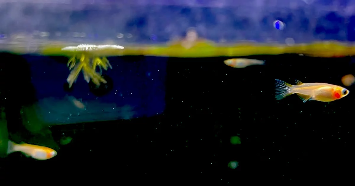 Japanese Ricefish – Pearl