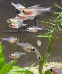 School of X-ray tetras swimming together in a vibrant aquarium tank.