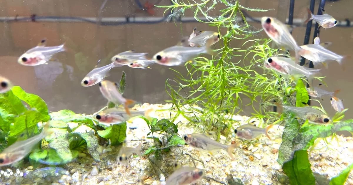 Tetras – X-Ray