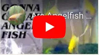 Angel Fish
