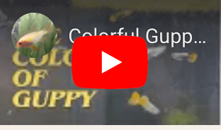 Guppy fish in Virginia