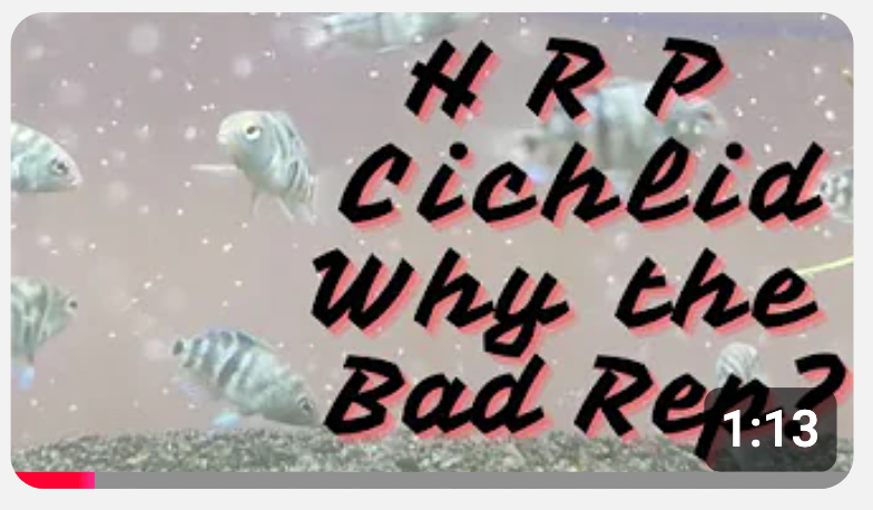 HRP Cichlids; why the bad reputation?