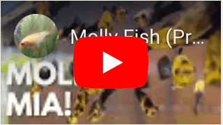 Molly fish