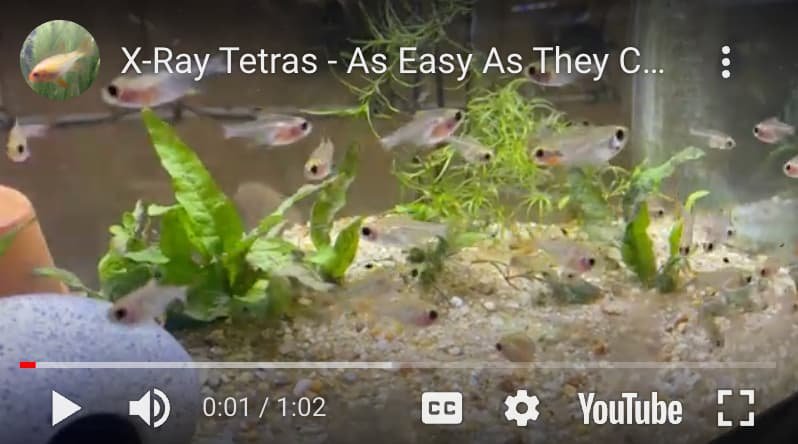 Image link to video of x-ray tetras