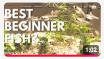 Video thumbnail of fishterylfs x-ray tetras