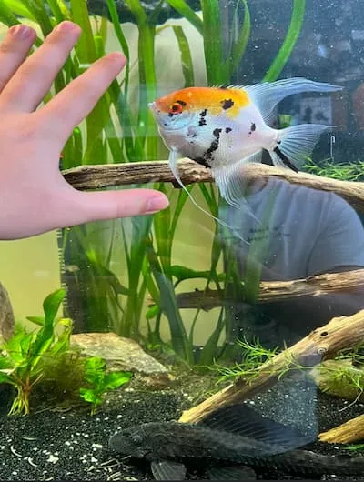Fishkeeping Event March 2025