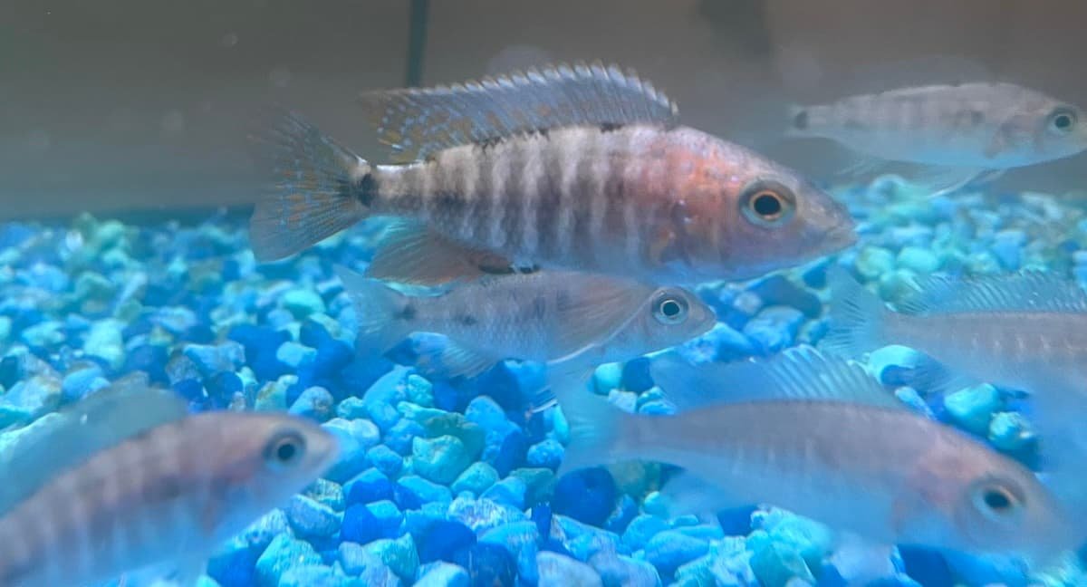 Fort Maguire aulonocara